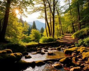 Wie foerdert Natur mentale Regeneration?